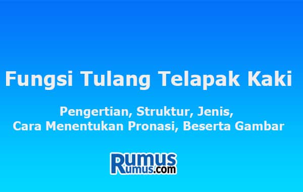 Fungsi Tulang Kaki – Pengertian, Struktur, Jenis, dan Gambarnya