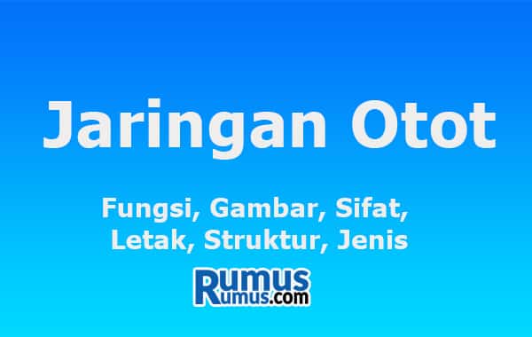Jaringan Otot – Fungsi, Gambar, Sifat, Lokasi, Struktur, Jenis